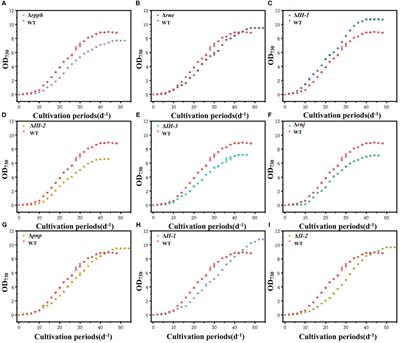 Effects of selective RNA processing and stabilization enzymes on carbon sequestration by photosynthesis of Synechococcus sp. PCC7002